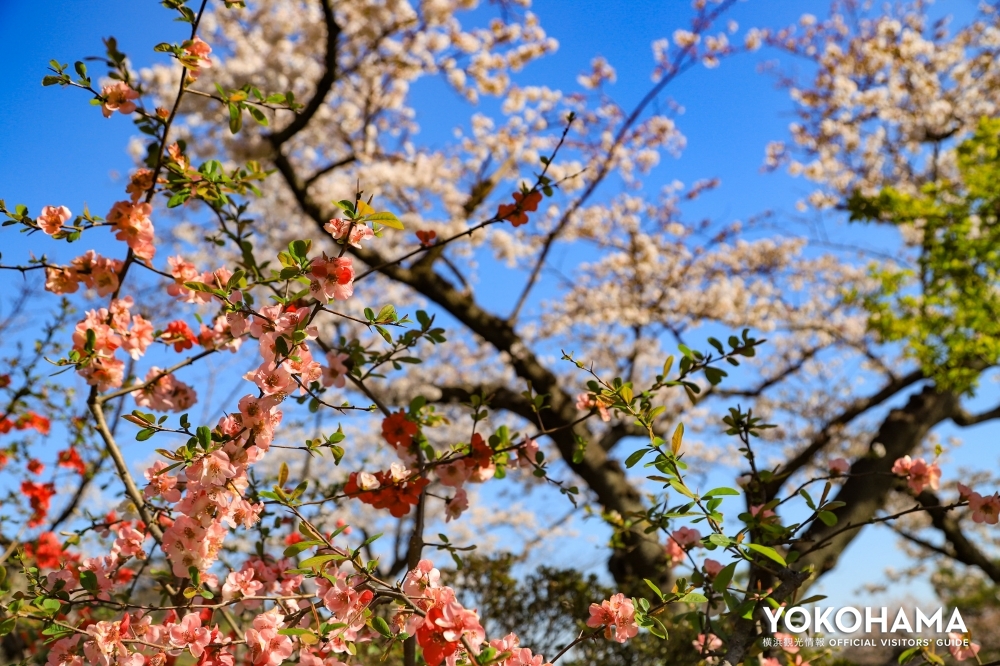 三溪園にはソメイヨシノ以外にも多数の花々（手前はボケの花）が咲きます