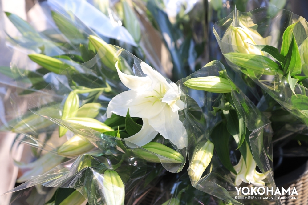ユリの花。7月頃には神奈川県の花「ヤマユリ」が開花予定