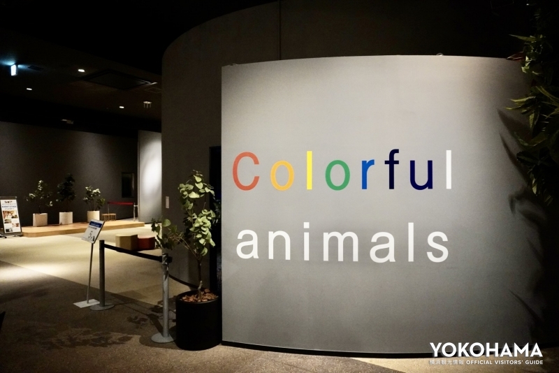 Colorful animals（カラフルアニマルズ）