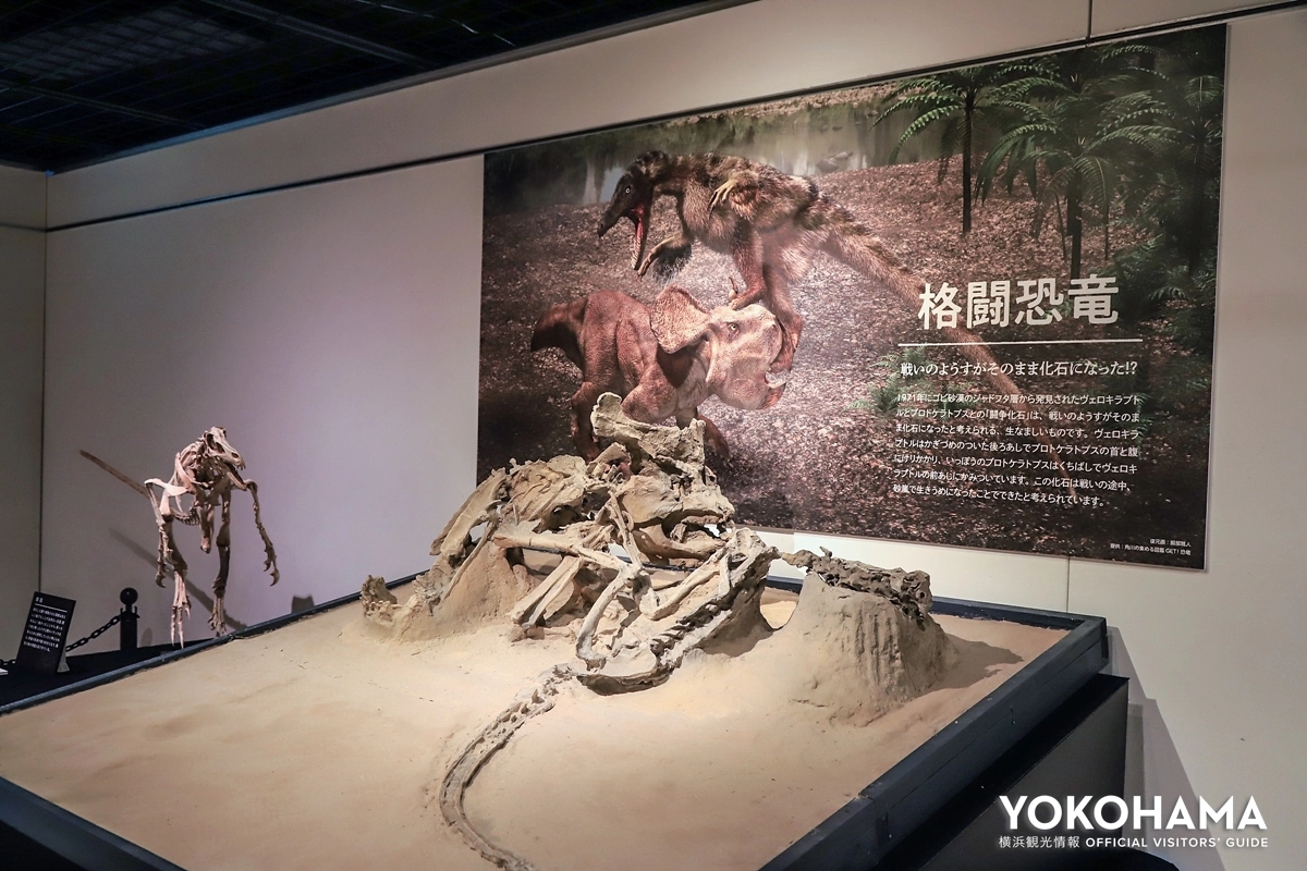 ゴビ砂漠で発見された「格闘恐竜」の化石