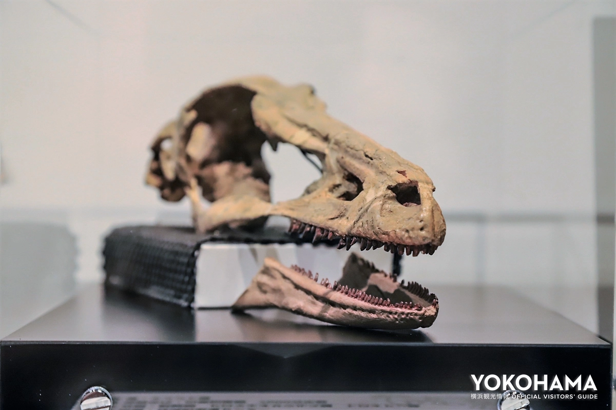 ザナバザールの頭骨の化石標本