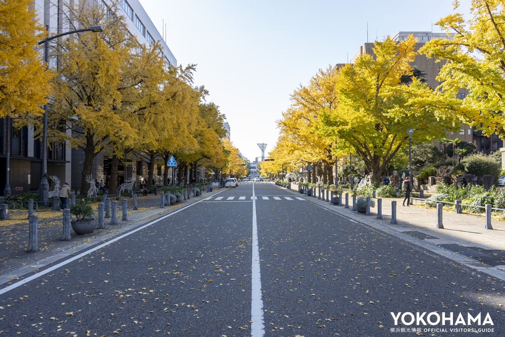 12月初旬の山下公園の様子