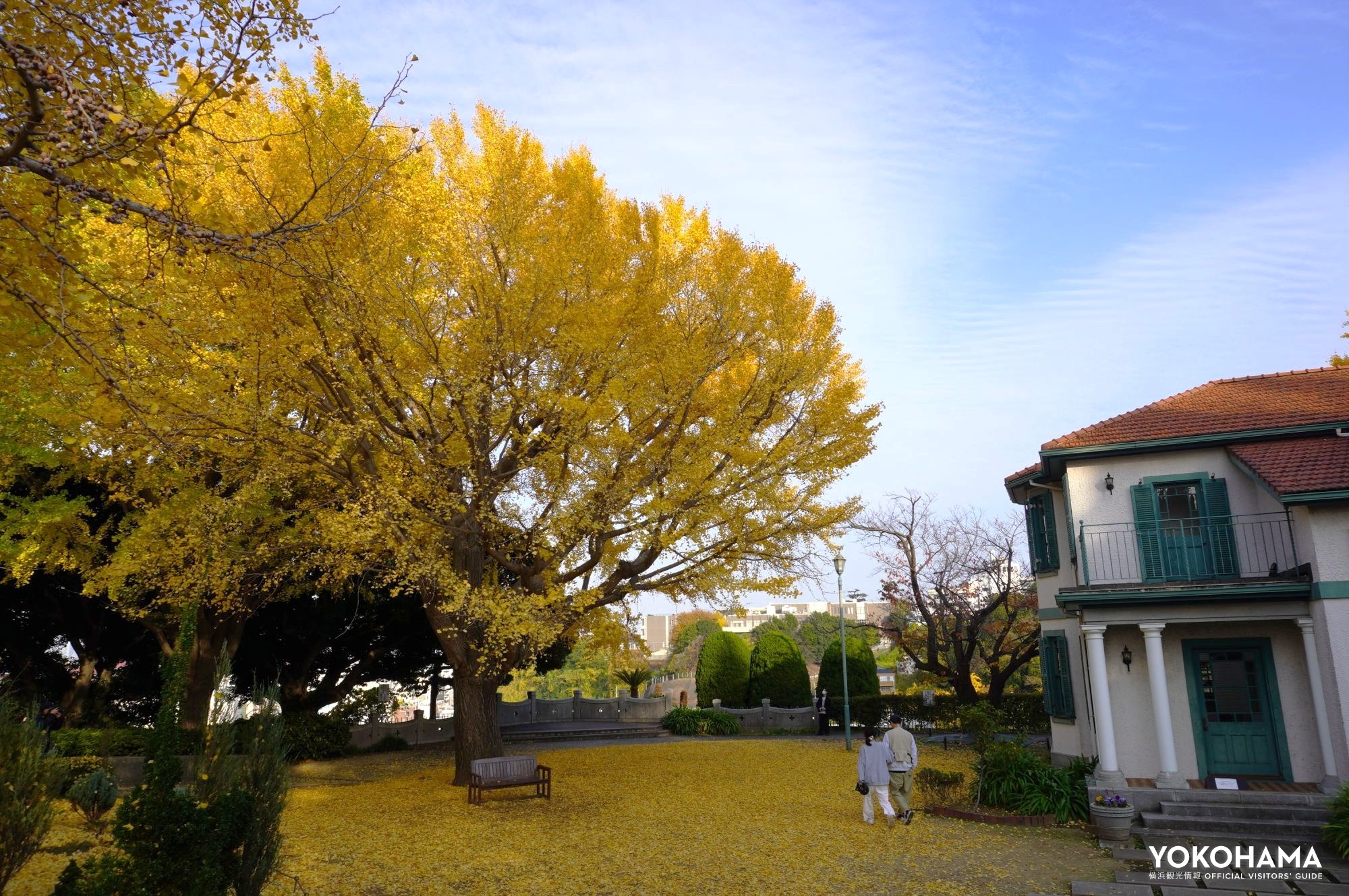 ブラフ18番館の外観と、お庭の見事なイチョウ