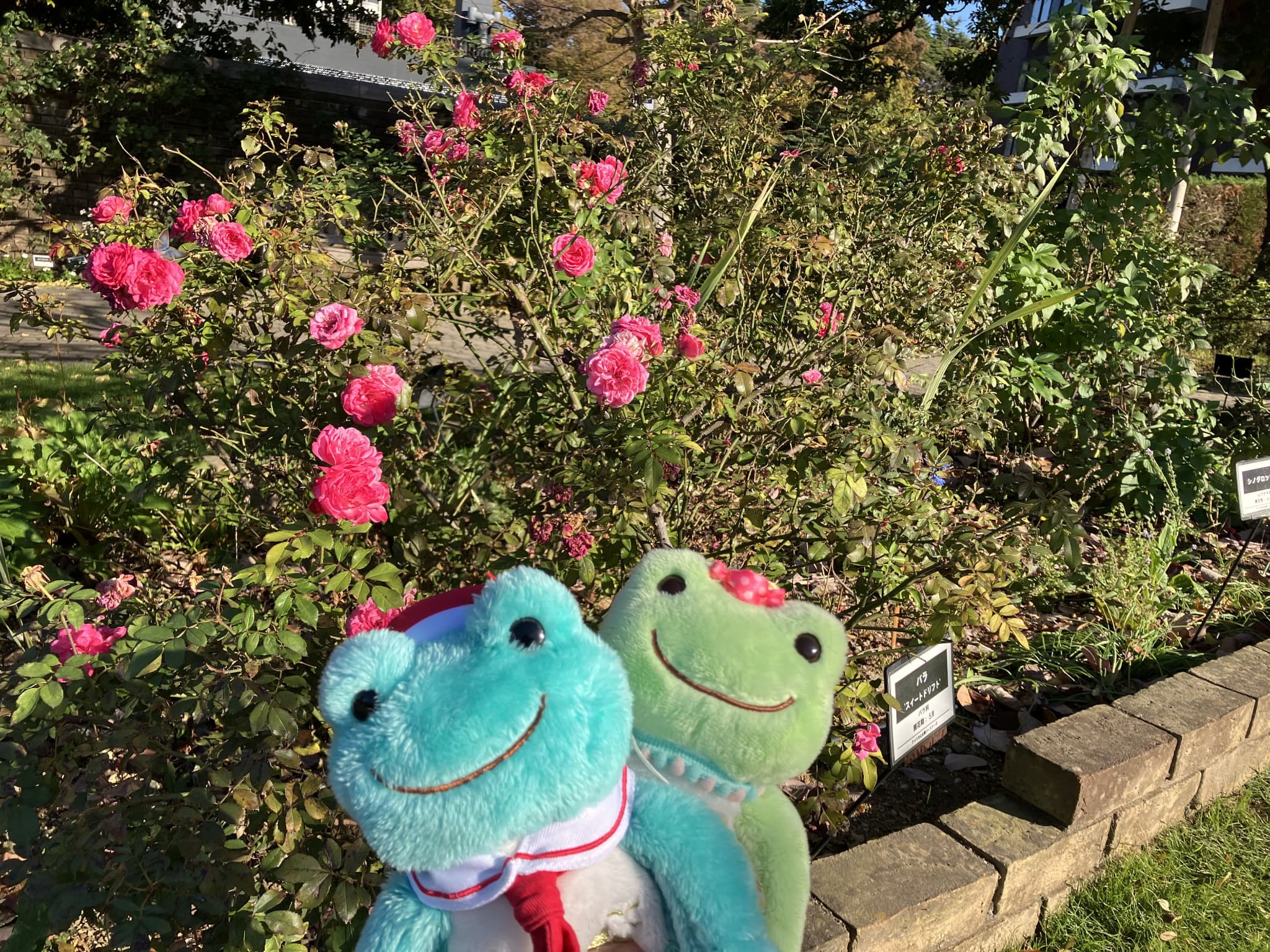 綺麗なお花の前でパチリ✨