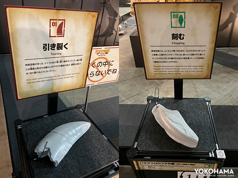 食べ方に分類された特徴的な展示
