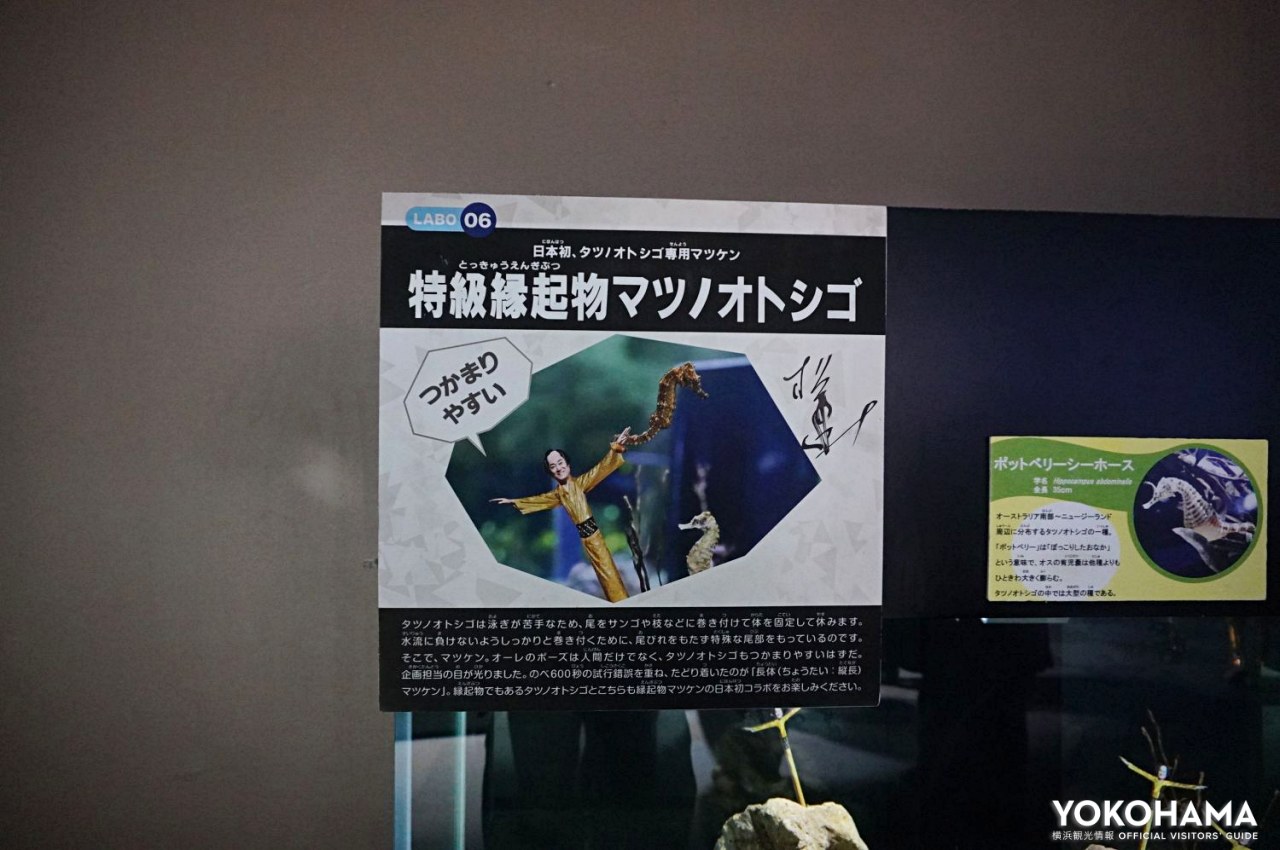 タツノオトシゴの習性を活かした展示