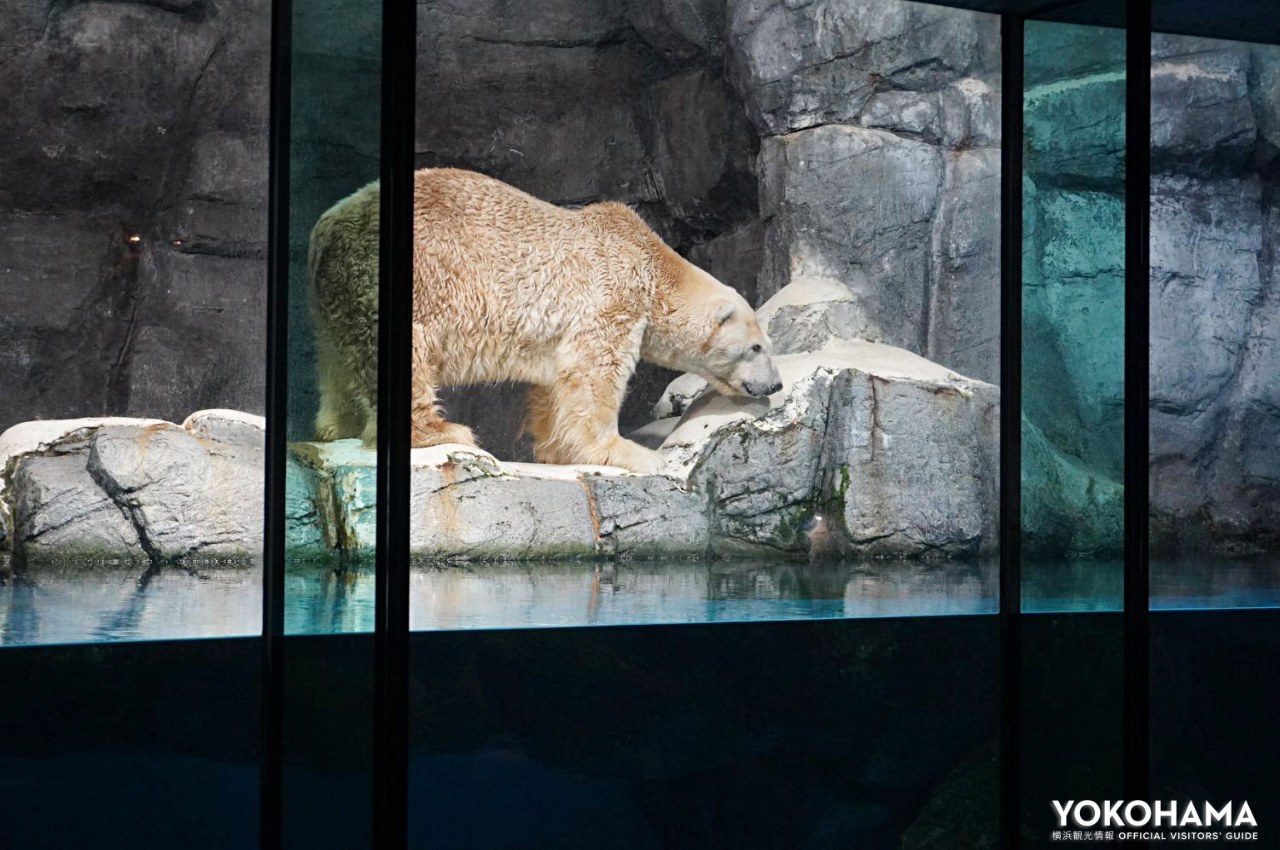 ホッキョクグマの水槽には