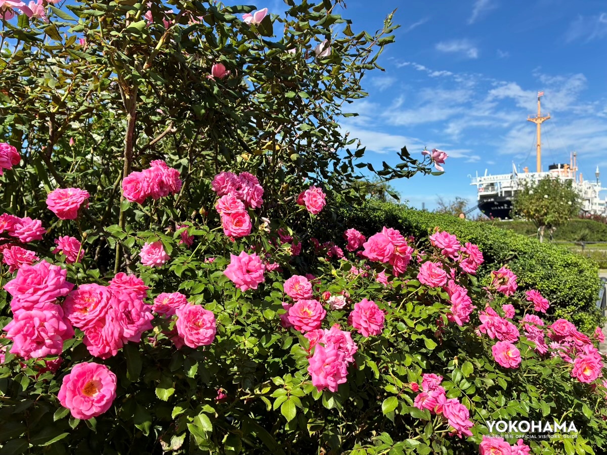 山下公園の秋バラ