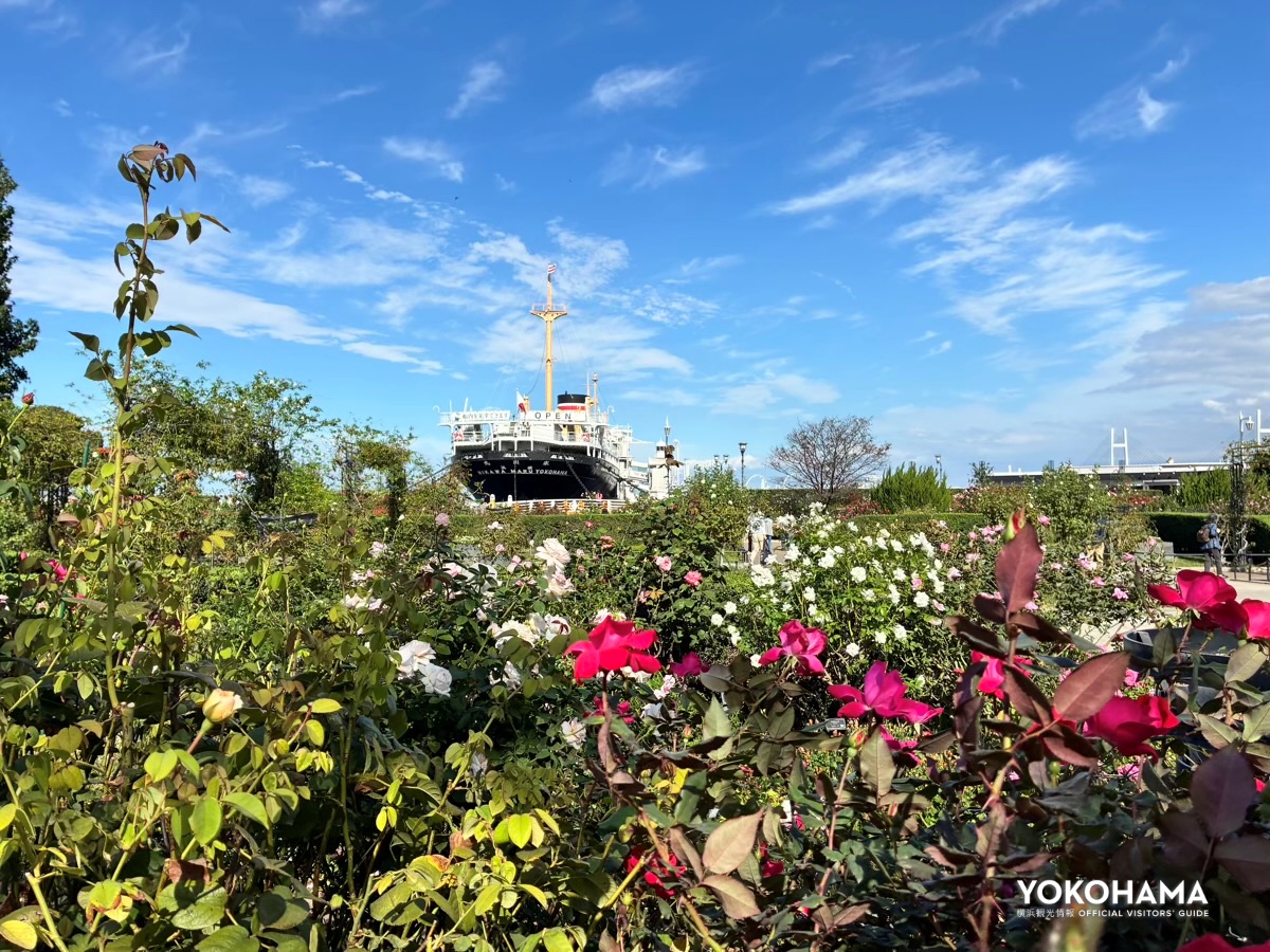 山下公園の秋バラ
