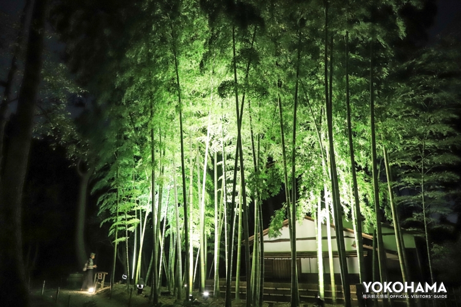 内苑の竹林はライトアップされて幻想的に