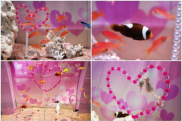 バレンタイン特別展示「♥LOVE LOVE♥お魚たちのバレンタイン 」（ヨコハマおもしろ水族館）