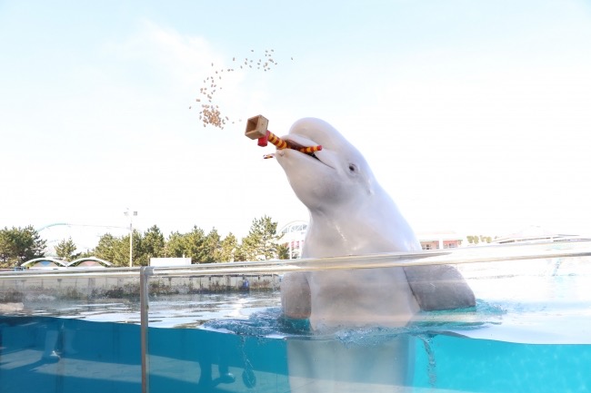 水族館ならではの豆まきで福を呼び込もう シロイルカの豆まき 横浜 八景島シーパラダイス 公式 横浜市観光情報サイト Yokohama Official Visitors Guide