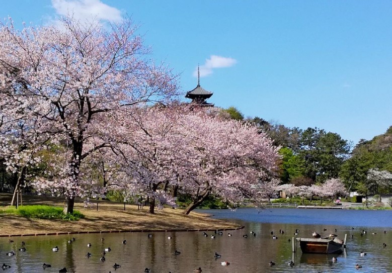 三溪園で2021年だけの「桜鑑賞プログラム」を提供！