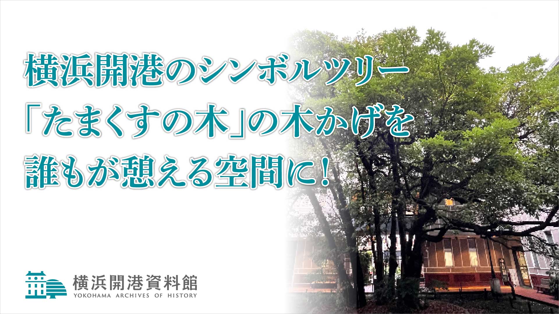 横浜開港資料館 横浜開港のシンボルツリー「たまくすの木」の木かげを誰もが憩える空間に！クラウドファンディングプロジェクト 5/21(火)から開始！ 