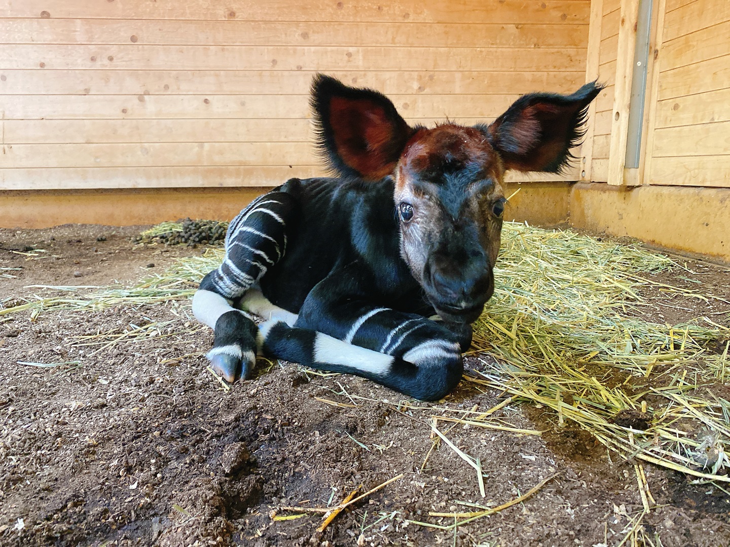 よこはま動物園ズーラシア 7/30(火)に10年ぶりにオカピの赤ちゃん誕生！