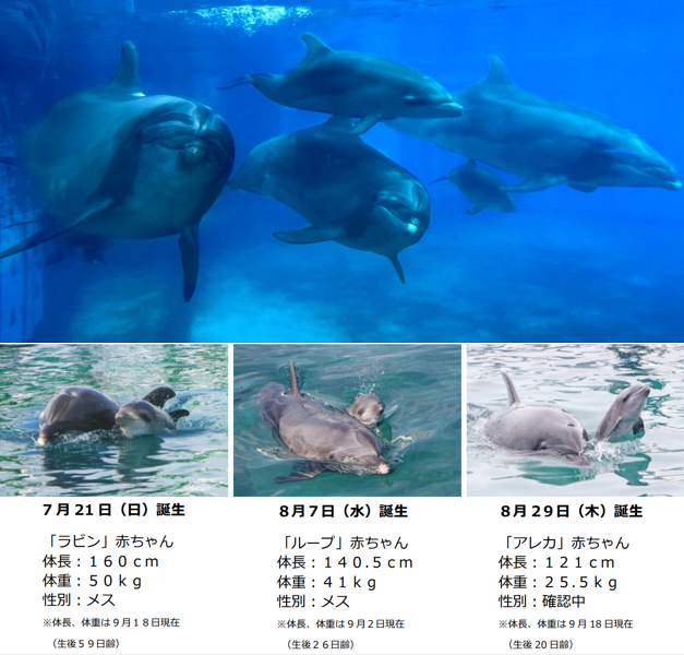 横浜・八景島シーパラダイス 今夏バンドウイルカ3頭目誕生！バンドウイルカの赤ちゃん3頭が同じプールで泳ぐ貴重な姿が見られるのは今だけ！