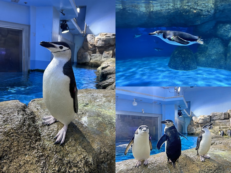 横浜・八景島シーパラダイス 東日本で唯一の展示！黒いヒゲ模様が特徴なペンギンが仲間入り！11/9(土)から展示スタート