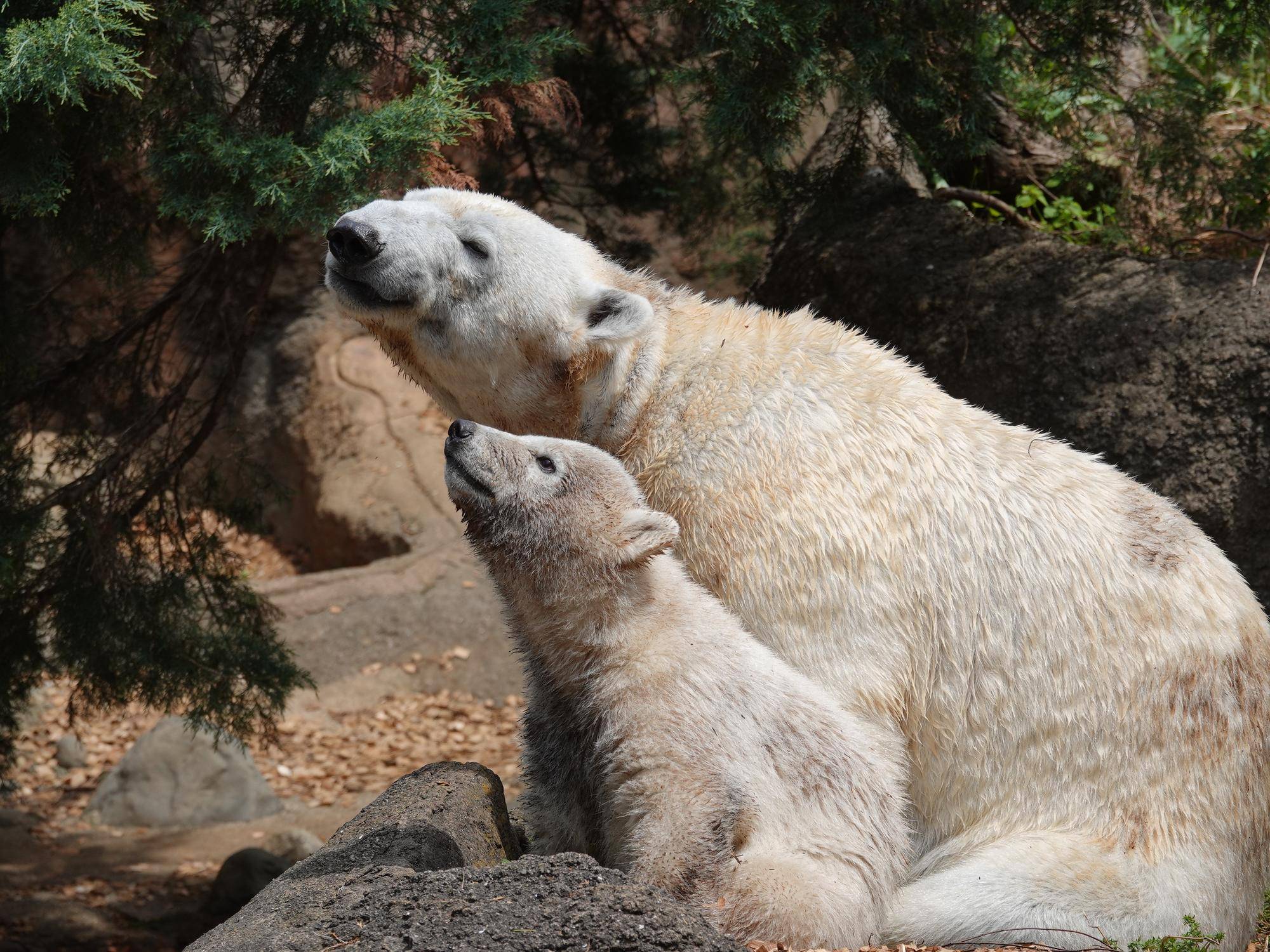 よこはま動物園ズーラシア 5/14(水)からホッキョクグマの赤ちゃん「ライ」お披露目!