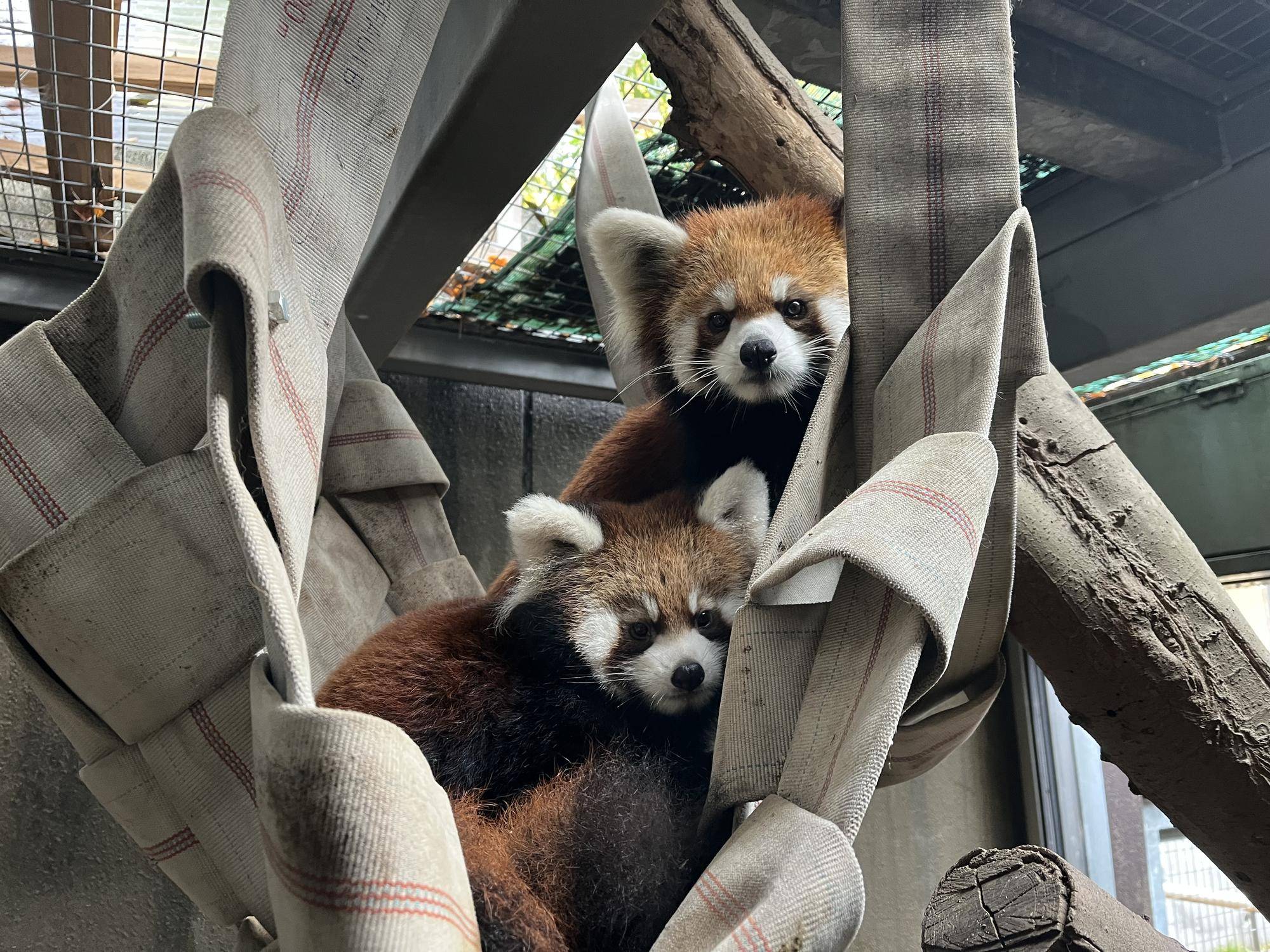 よこはま動物園ズーラシア 12/1(月)からレッサーパンダの赤ちゃん公開&愛称投票開始!