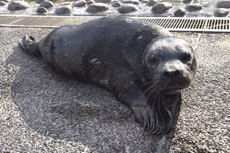 横浜・八景島シーパラダイス　ゼニガタアザラシの赤ちゃんが6/9(火)に誕生！