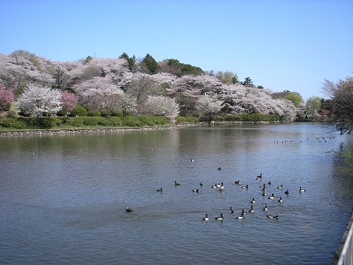 神奈川県立 三ツ池公園