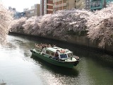大岡川 | 春のお花見コース（ベイエリア）