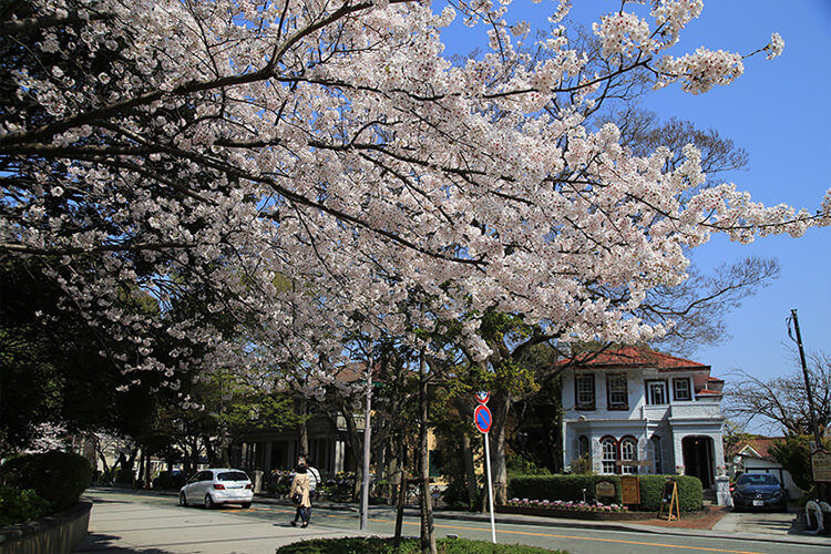 元町公園 | 春のお花見コース（ベイエリア）