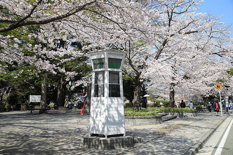 元町公園 | 春のお花見コース（ベイエリア）