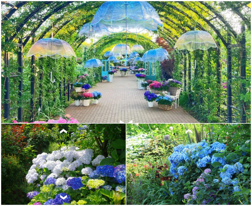 横浜イングリッシュガーデン「アジサイ・フェスティバル」