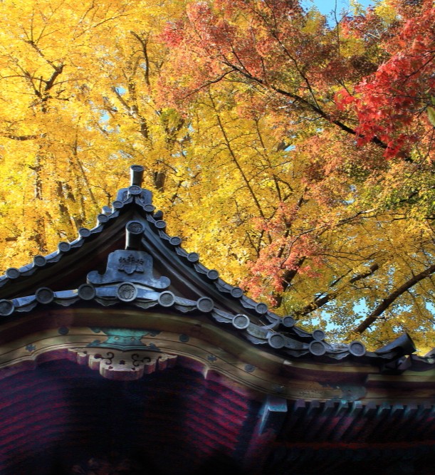 三溪園　紅葉の遊歩道開放