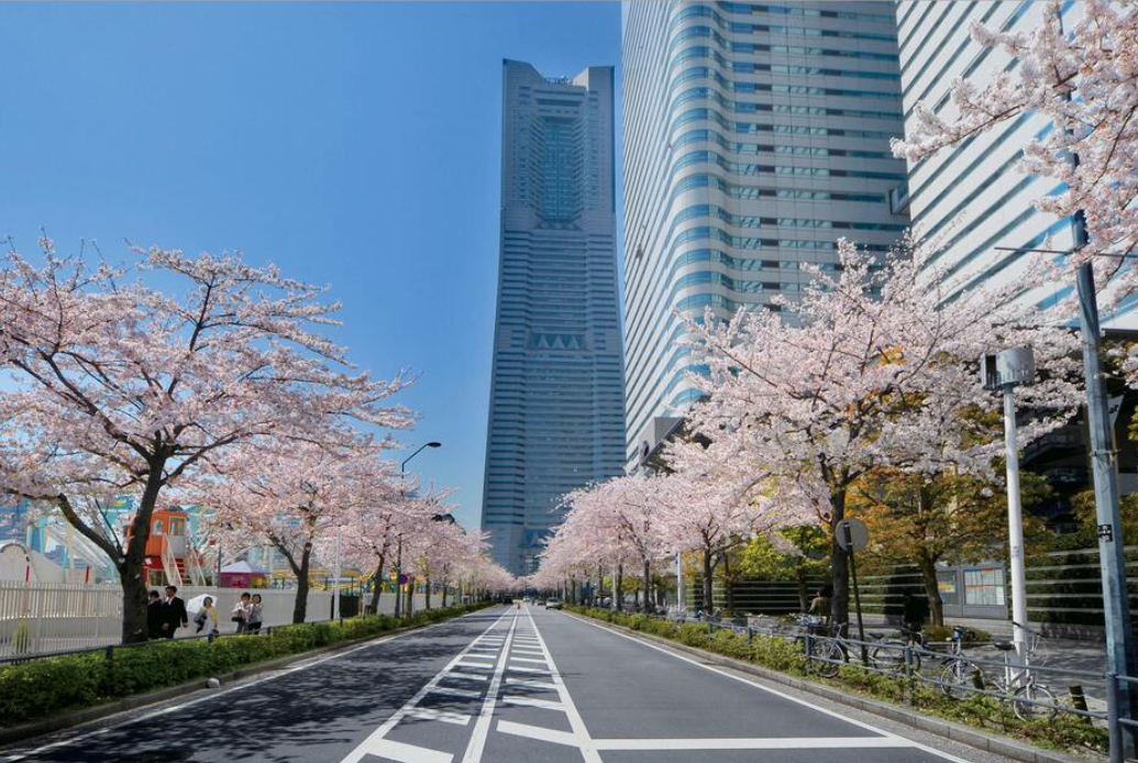 みなとみらい21 さくらフェスタ2026