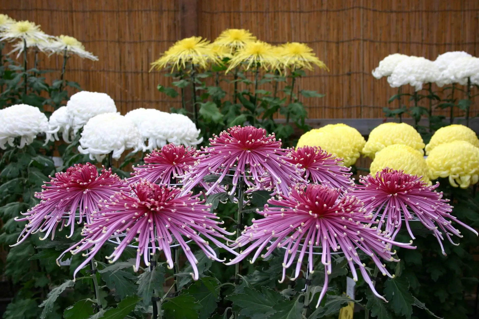 三溪園「菊花展」