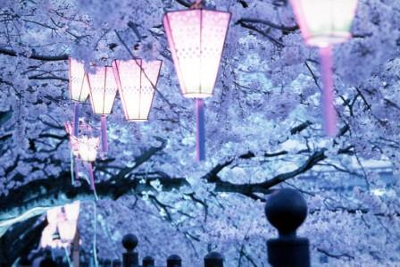 弘明寺 桜 祭り