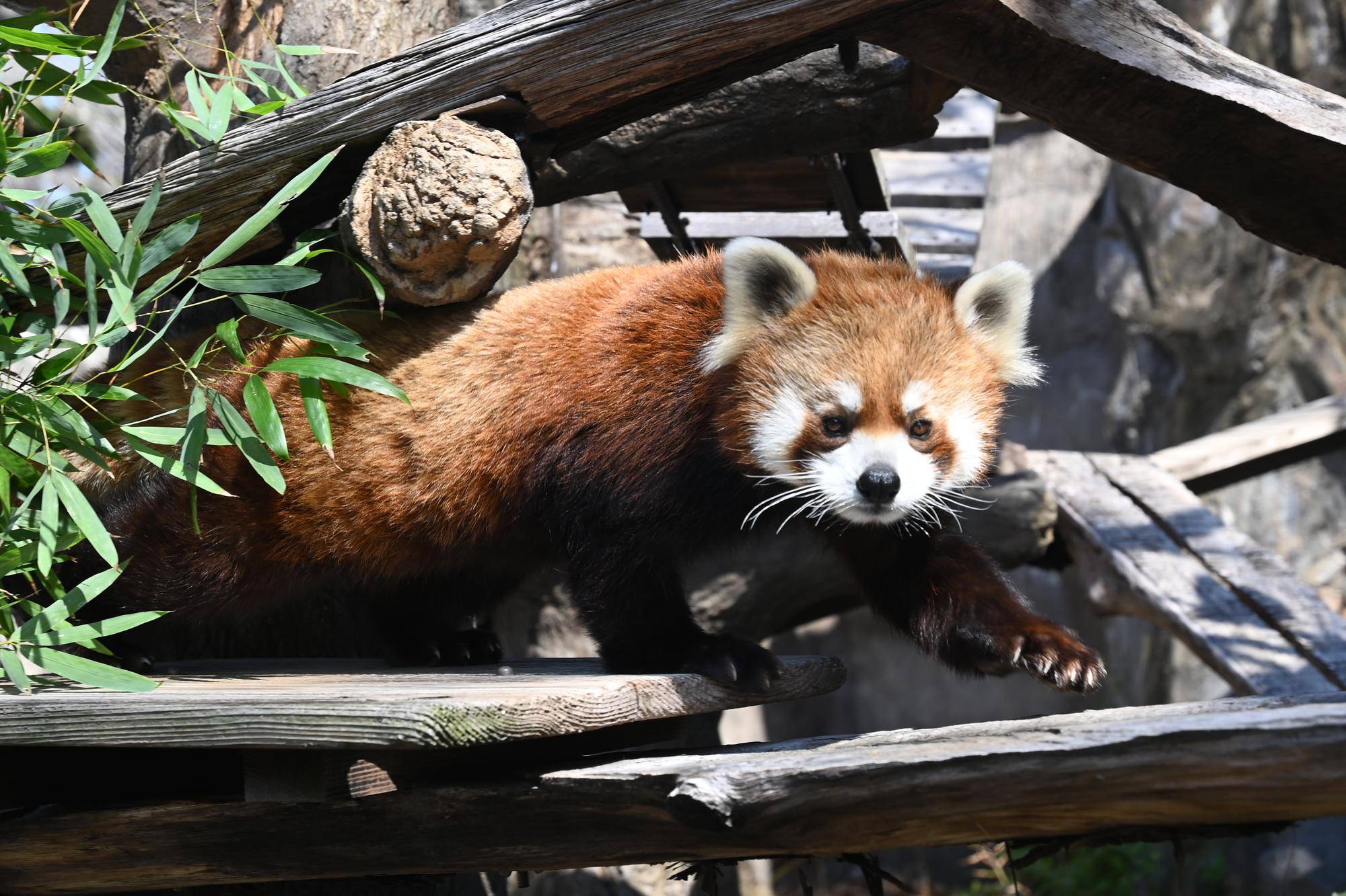 野毛山動物園「国際レッサーパンダデー2024」