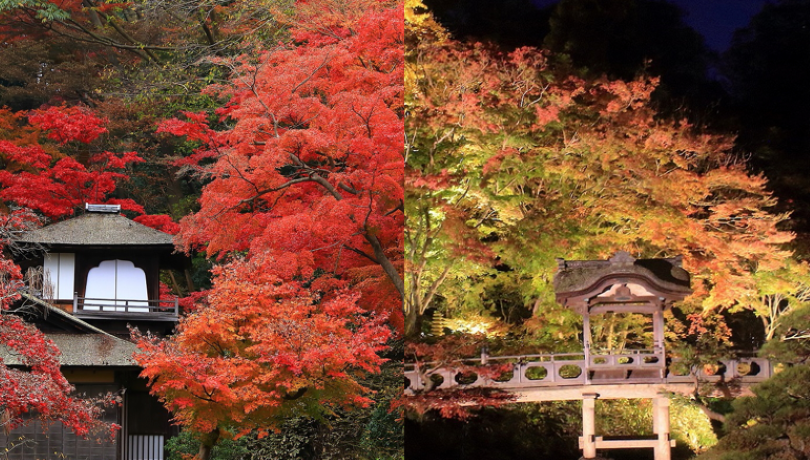 紅葉の遊歩道開放とライトアップ