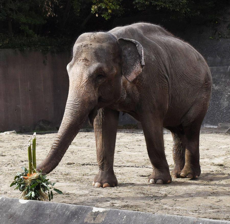 金沢動物園 「動物園でお正月2025」