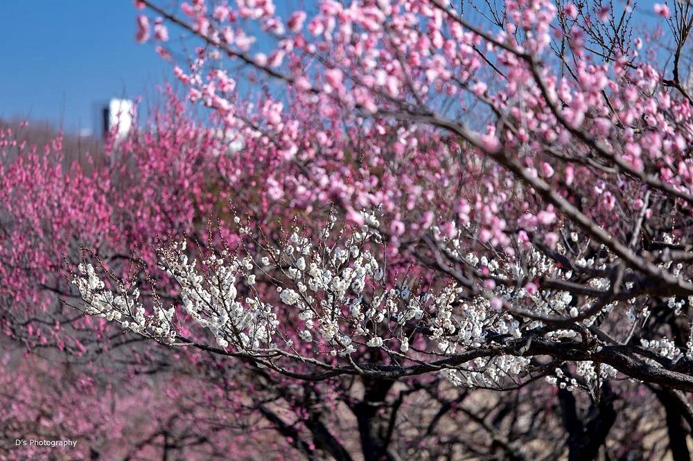 根岸森林公園「梅まつり」