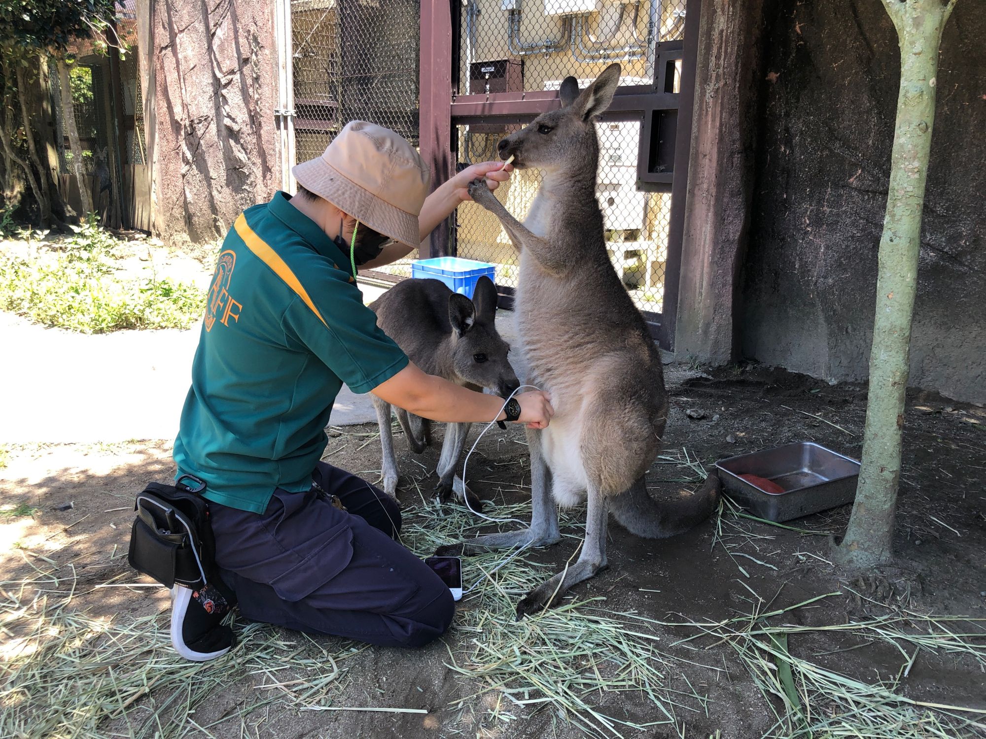 金沢動物園　4月19日「飼育（シイク）の日」イベント