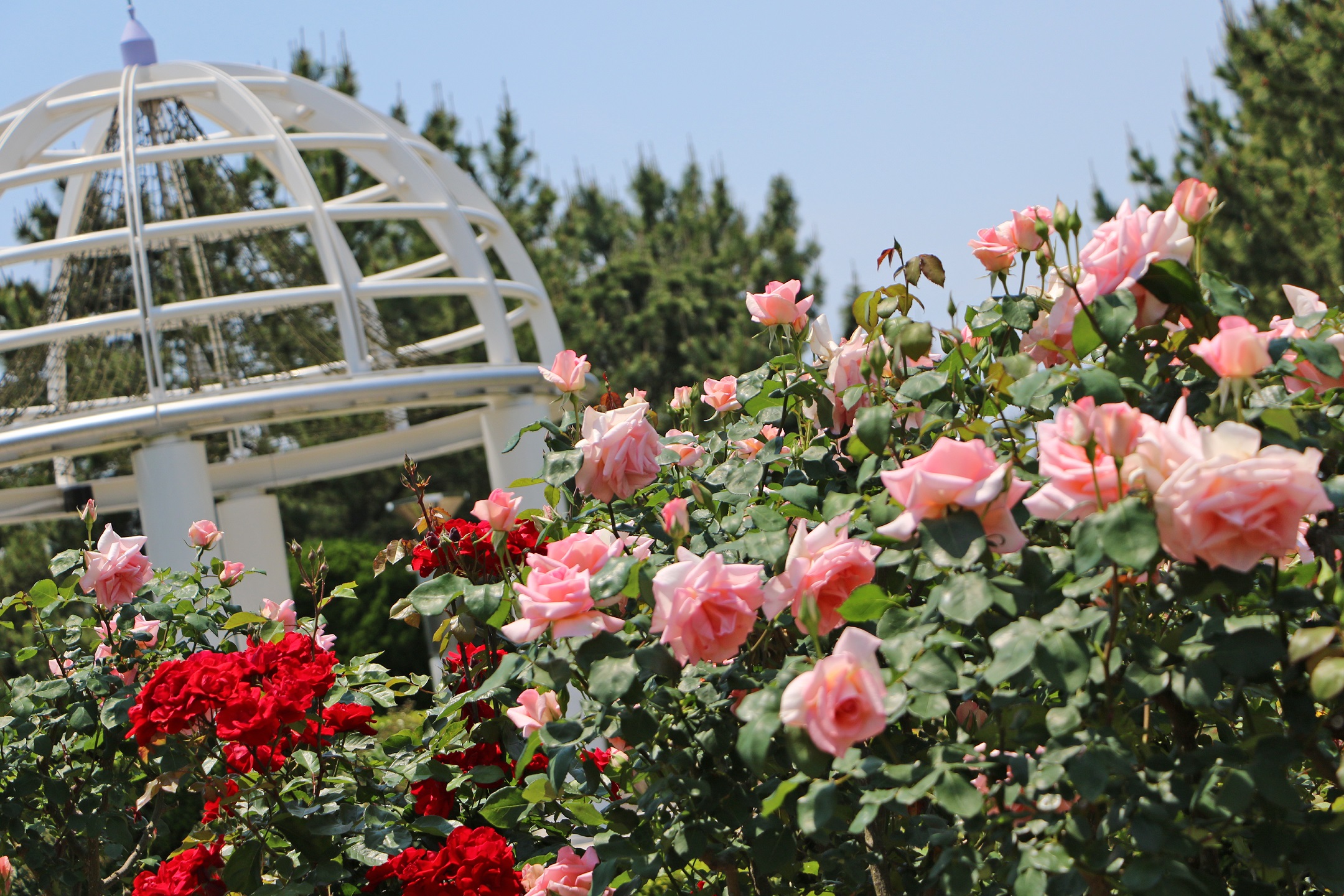 第11回 八景島バラフェスタ