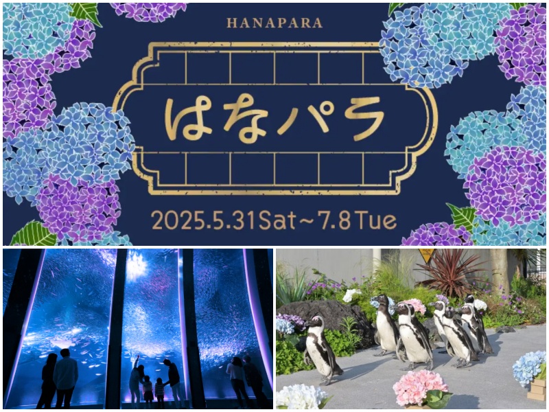 横浜・八景島シーパラダイス　水族館ならではのお花見体験「はなパラ ～あじさいver.～」