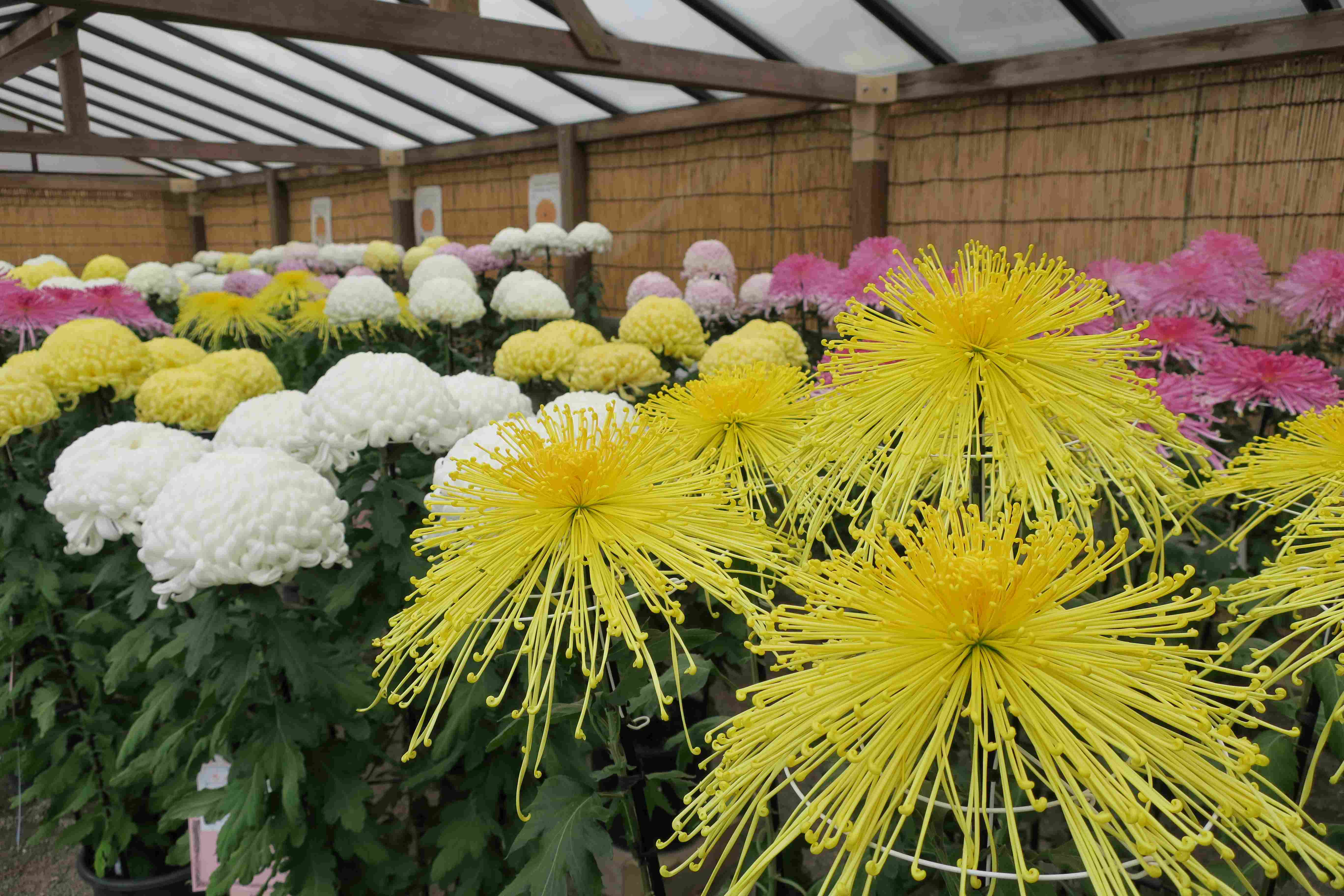 三溪園　菊花展