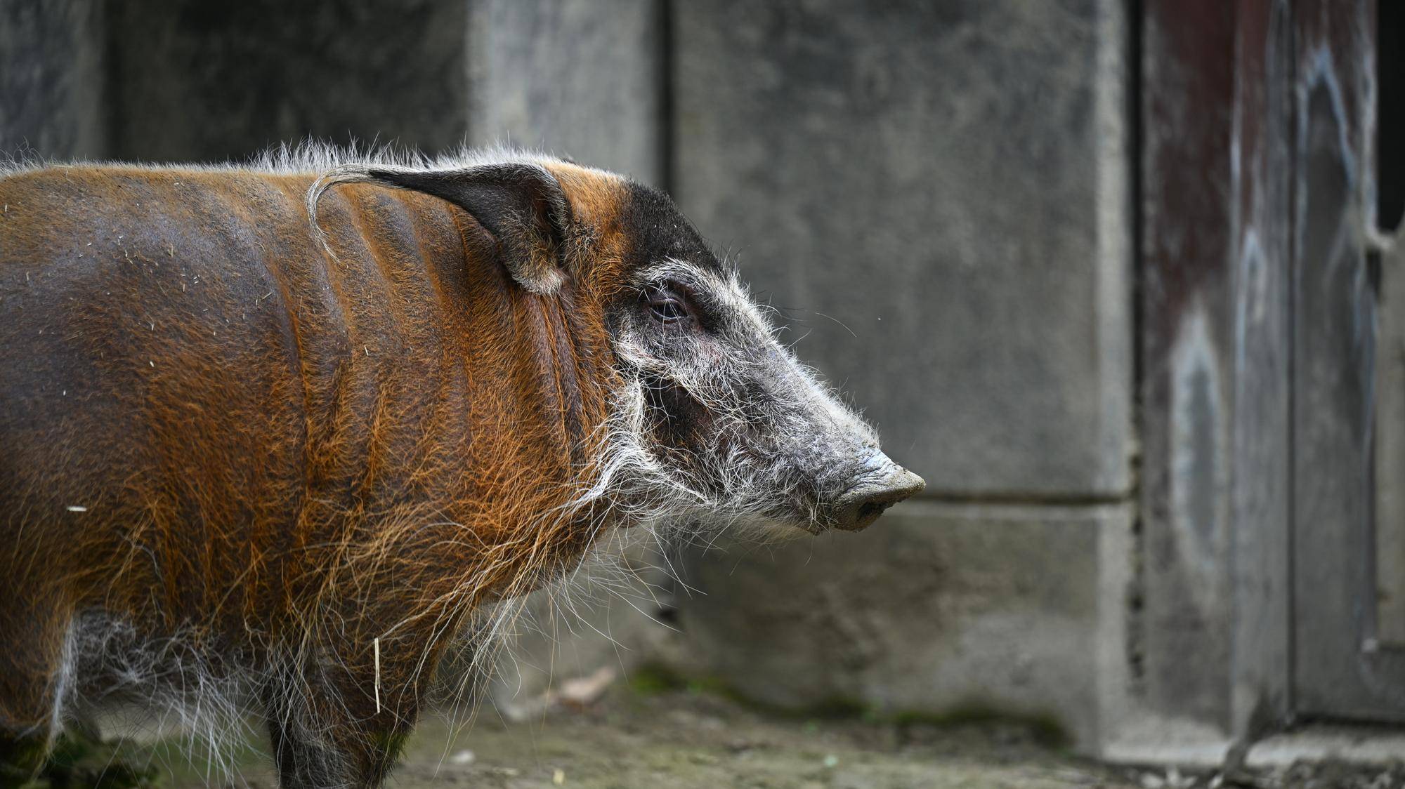 よこはま動物園 ズーラシア「無料招待デー Presented by ウエインズグループ」