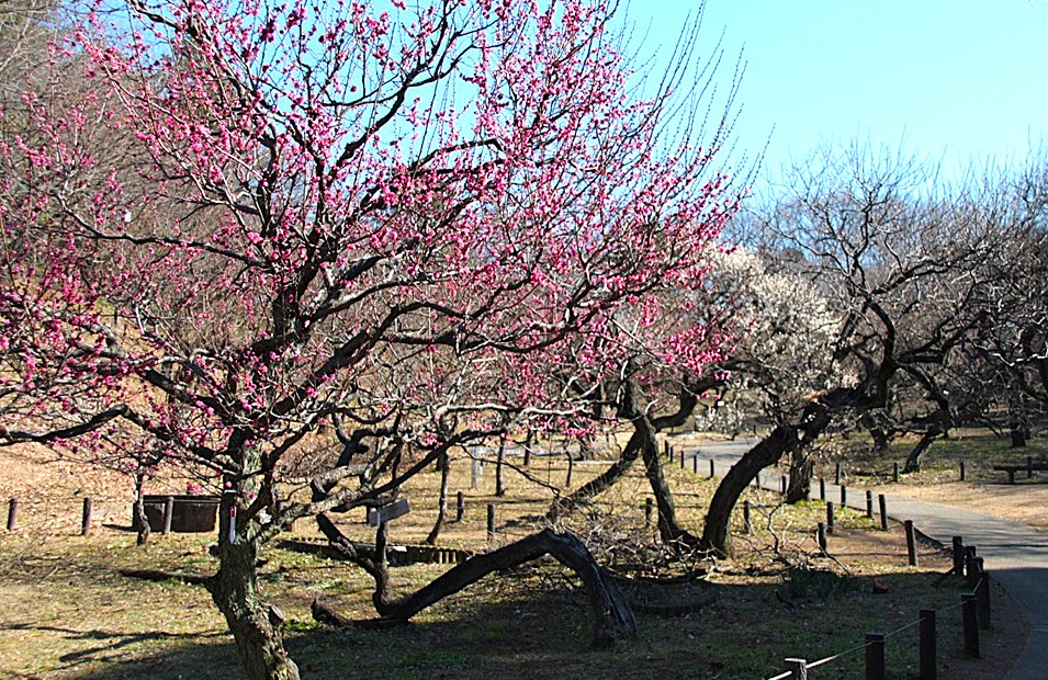 梅薫る大倉山～ パワースポットの師岡熊野神社から大倉山公園へ