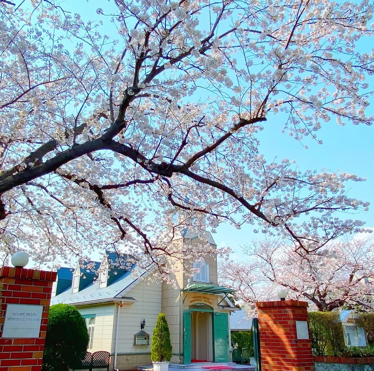 桜の名所「山手ヘレン記念教会」お日にち限定「桜湯サービス」