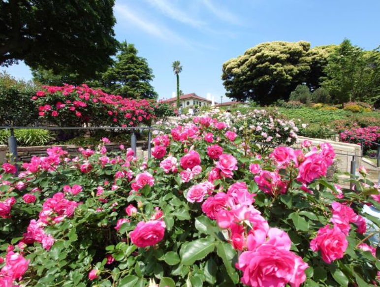 まち歩き 「横浜バラ物語 バラの香りと彩りに包まれて」