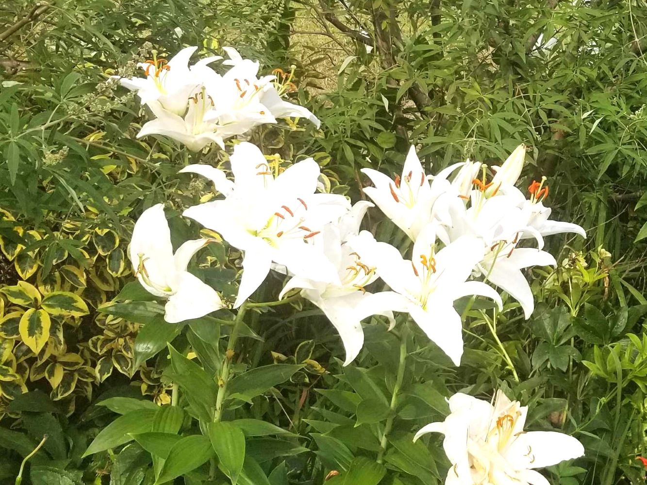 まち歩き 「ユリの花と横浜」