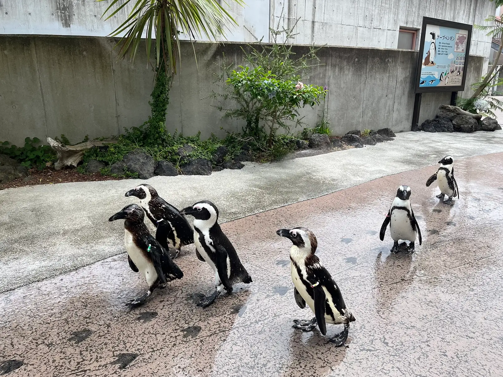 横浜・八景島シーパラダイス ケープペンギンのパレード