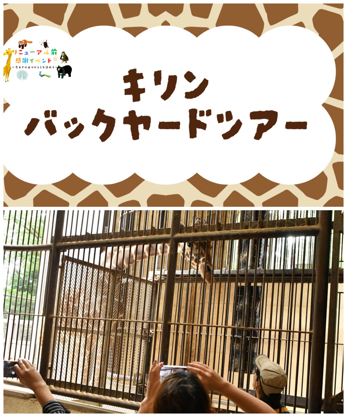 野毛山動物園 キリン「バックヤードツアー」