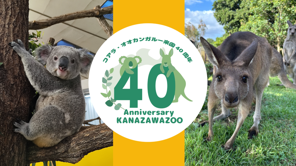 横浜市立金沢動物園　コアラ・オオカンガルー来園40周年イベント