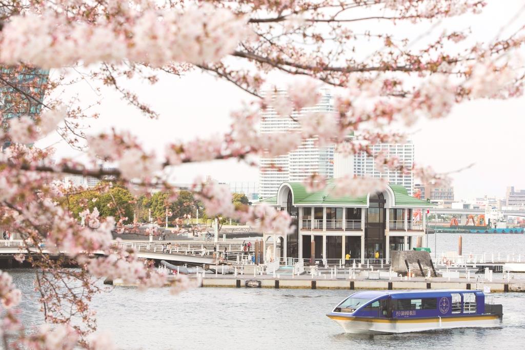 約600本もの桜のトンネルをくぐり抜ける船上でのお花見「大岡川桜クルーズ」
